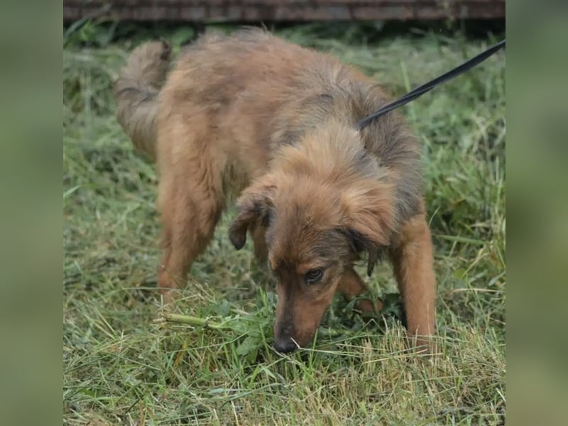 „Ricky“, ca. 2022 geb., sehr zurückhaltend, ruhig, sucht Halter mit Hundeverstand, gut verträglich