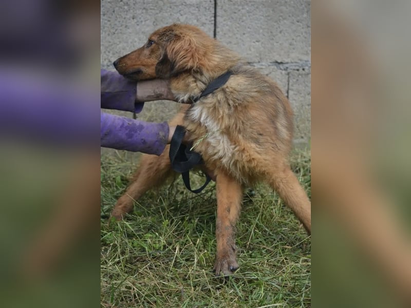 „Ricky“, ca. 2022 geb., sehr zurückhaltend, ruhig, sucht Halter mit Hundeverstand, gut verträglich