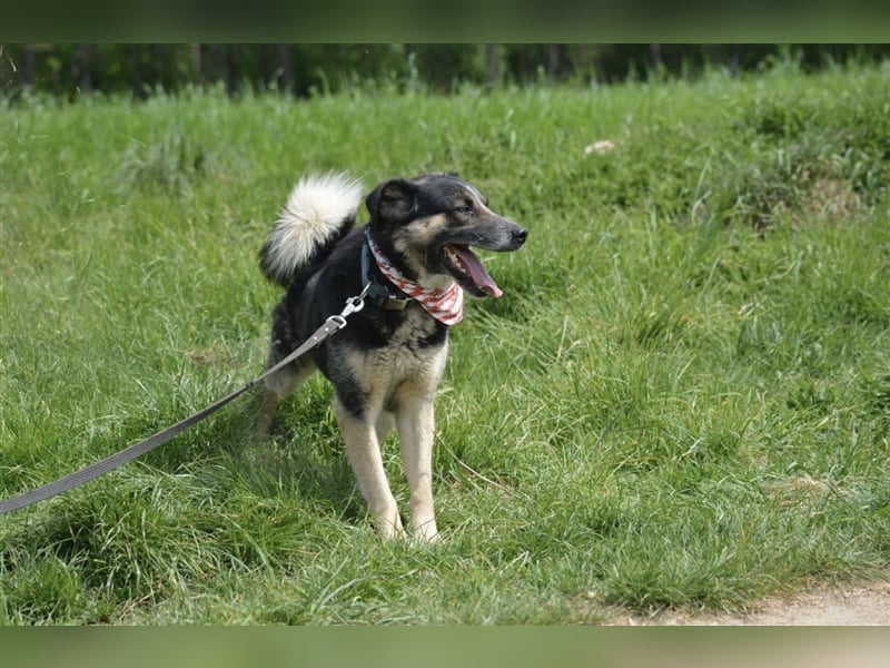 Karlos - Lieber Rüde, ca. 2018 geboren, sucht Zuhause, Familienhund, aktiv