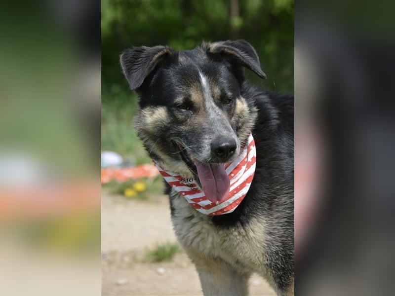 Karlos - Lieber Rüde, ca. 2018 geboren, sucht Zuhause, Familienhund, aktiv