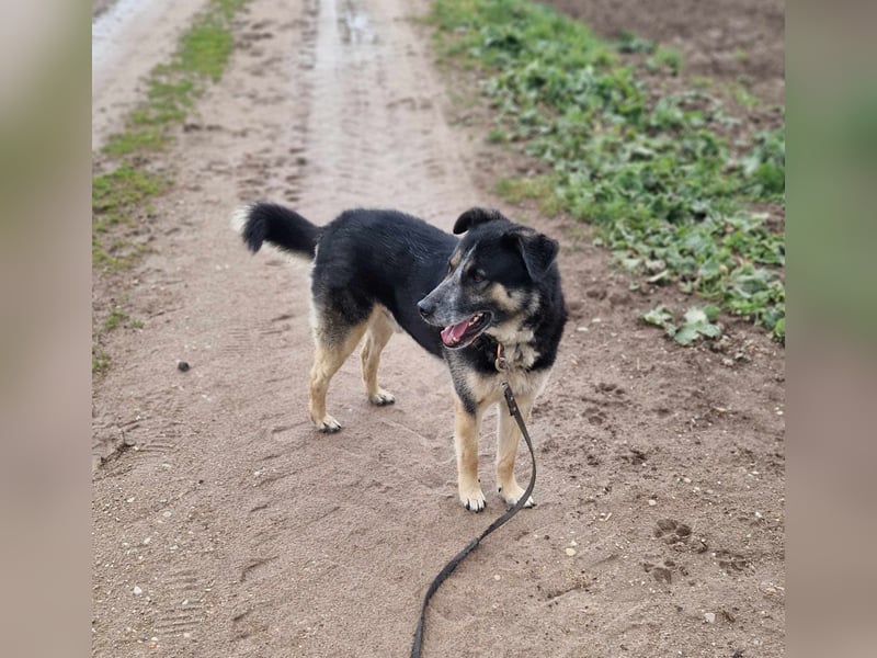 Karlos - Lieber Rüde, ca. 2018 geboren, sucht Zuhause, Familienhund, aktiv