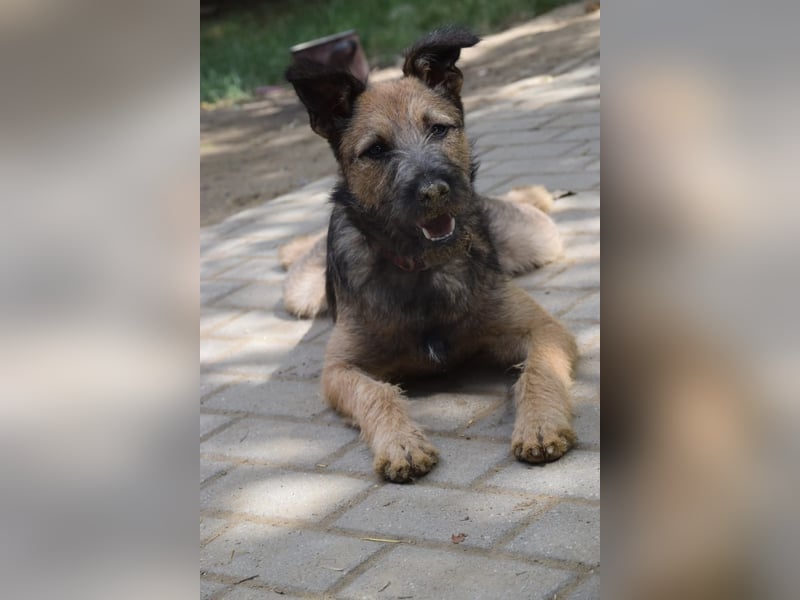 Jamie - ein toller, freundlicher, neugieriger Junghund
