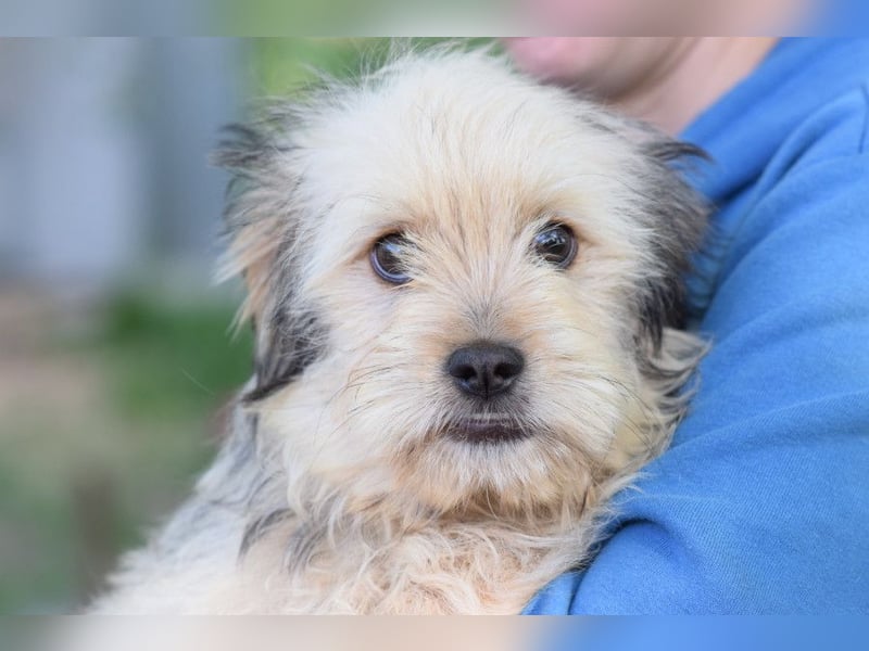 Samson - schüchtern, aber ein unglaublich liebenswerter kleiner Rüde