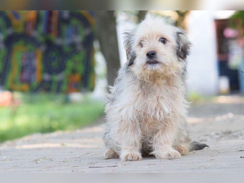 Samson - schüchtern, aber ein unglaublich liebenswerter kleiner Rüde