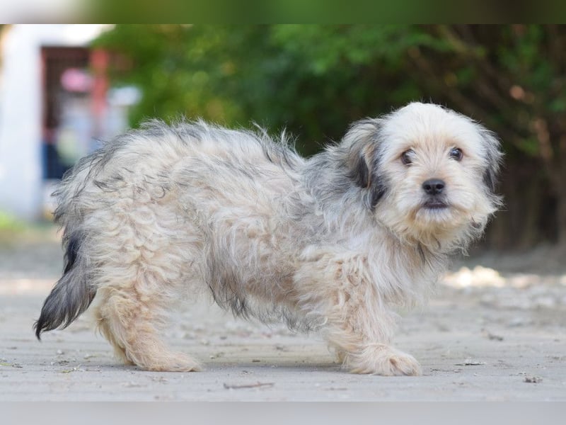 Samson - schüchtern, aber ein unglaublich liebenswerter kleiner Rüde