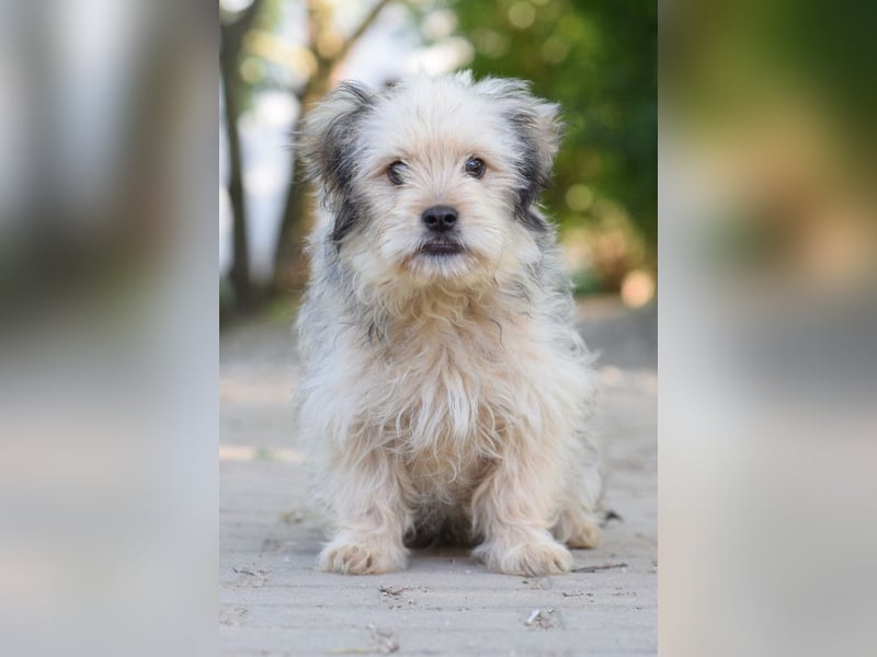 Samson - schüchtern, aber ein unglaublich liebenswerter kleiner Rüde
