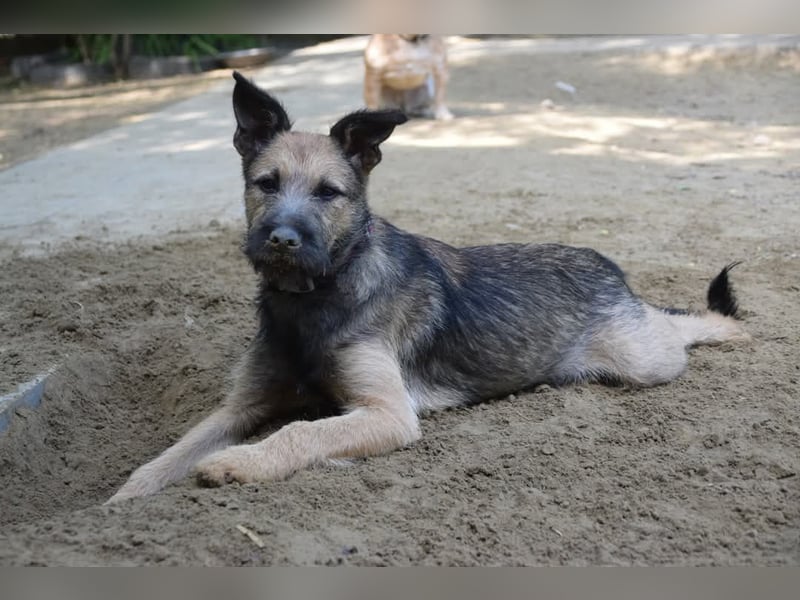 Jamie - ein toller, freundlicher, neugieriger Junghund