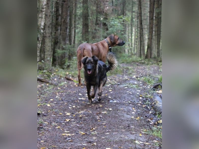 LAPUSHOK- ein Goldschatz mit Handicap