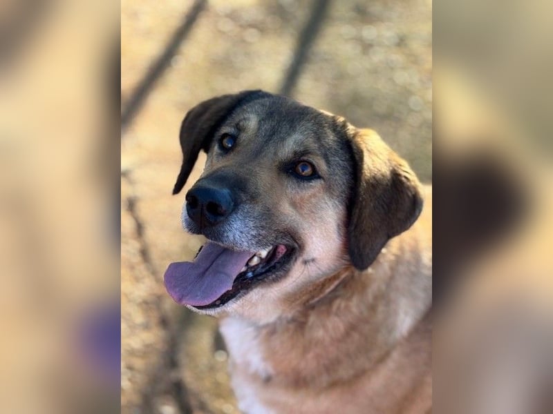 Handicaphund BAXTER wünscht sich sehnlichst eine Familie