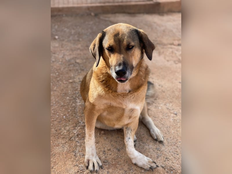 Handicaphund BAXTER wünscht sich sehnlichst eine Familie