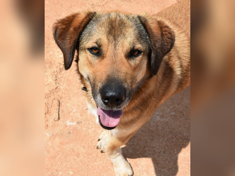Handicaphund BAXTER wünscht sich sehnlichst eine Familie