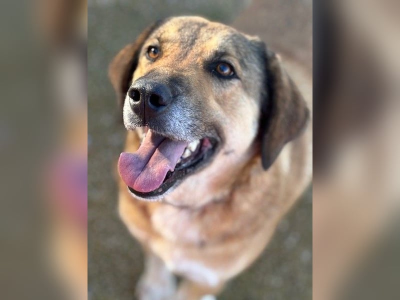 Handicaphund BAXTER wünscht sich sehnlichst eine Familie