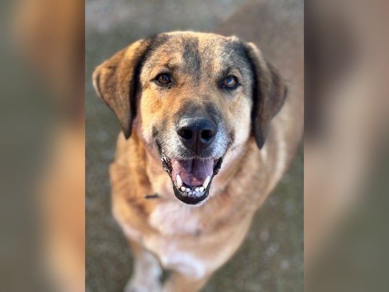 Handicaphund BAXTER wünscht sich sehnlichst eine Familie