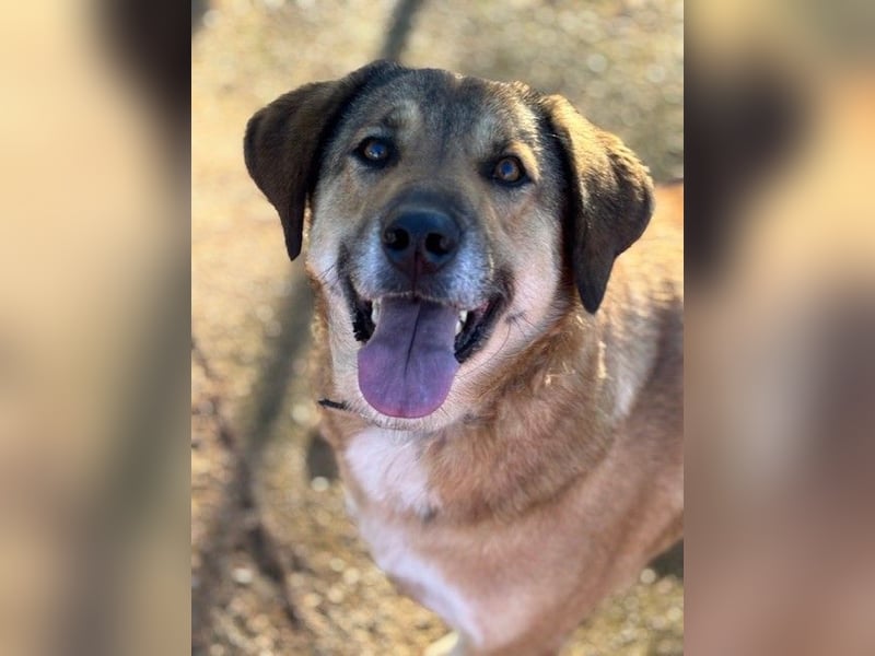 Handicaphund BAXTER wünscht sich sehnlichst eine Familie