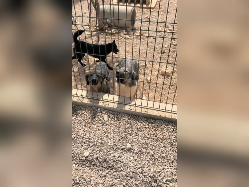 Ängstlicher Mischling Wild sucht ein erfahrenes Zuhause