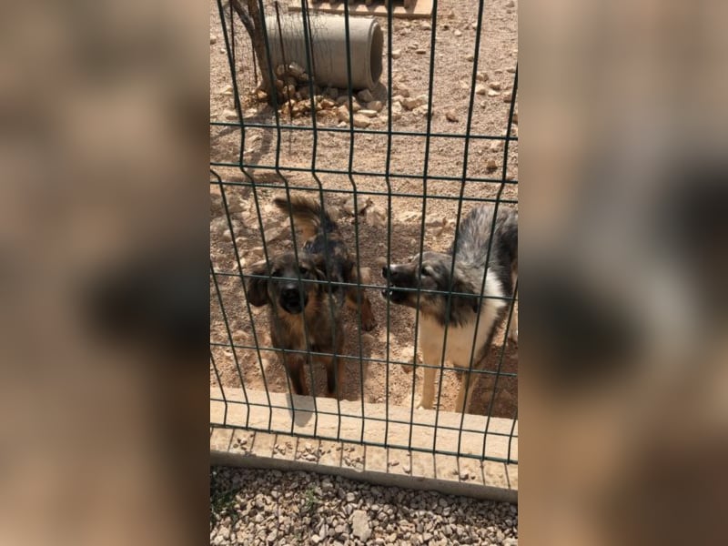 Ängstlicher Mischling Wild sucht ein erfahrenes Zuhause