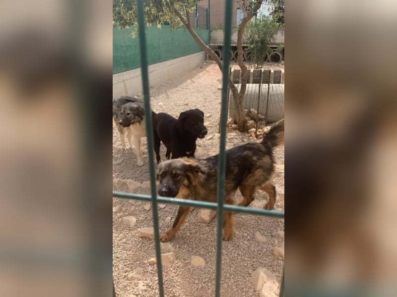 Ängstlicher Mischling Wild sucht ein erfahrenes Zuhause