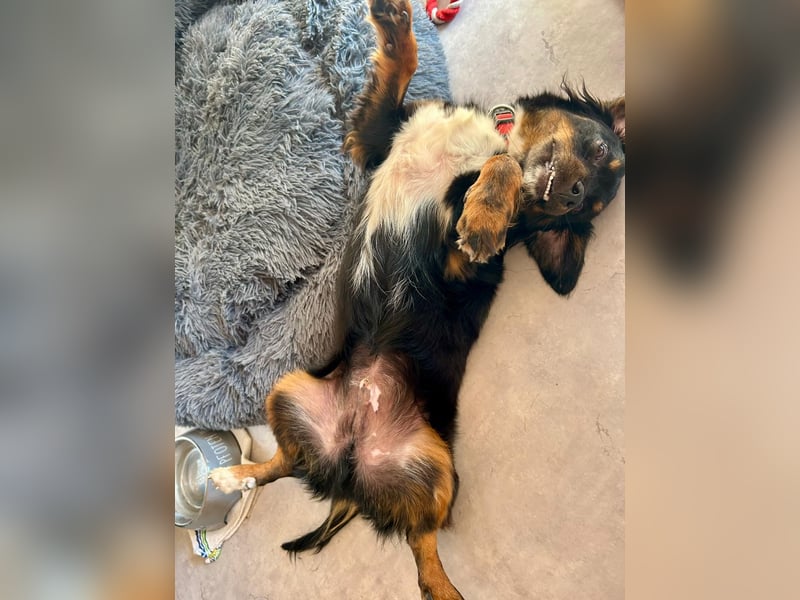 Klein BERTI sucht das große Glück