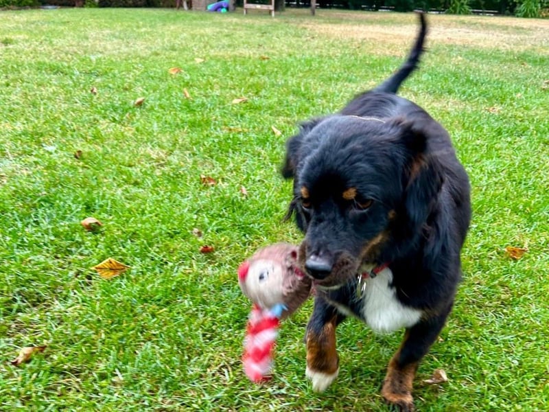 Klein BERTI sucht das große Glück