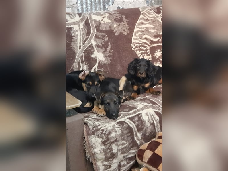 RESERVIERT Monty