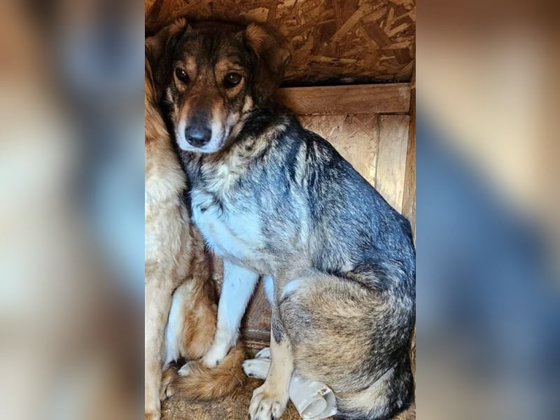 Fred - leidet unter der Enge im Shelter