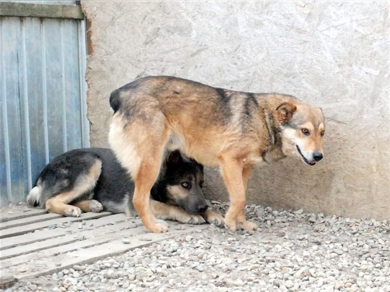 Max - liebt Damengesellschaft