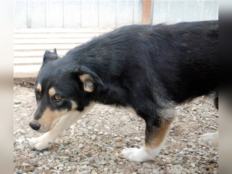 Benni - sensibler Hundejunge sucht ein Körbchen