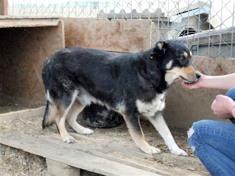 Benni - sensibler Hundejunge sucht ein Körbchen