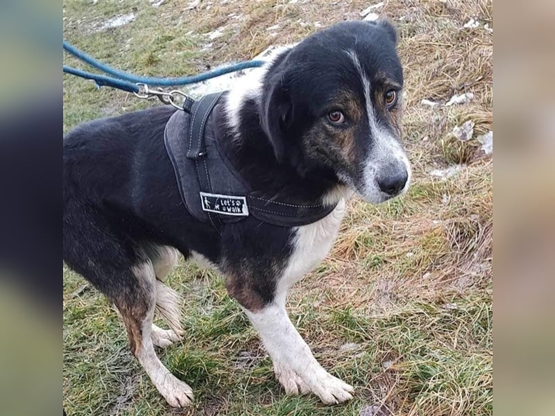 Louie - toller Freund fürs Leben