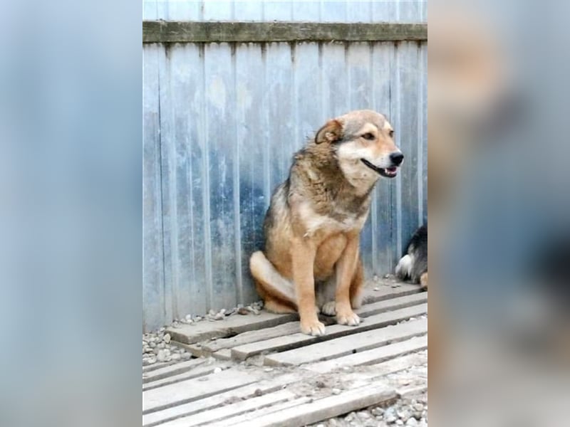 Max - liebt Damengesellschaft
