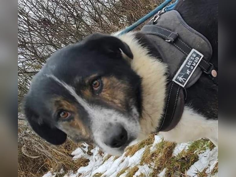 Louie - toller Freund fürs Leben