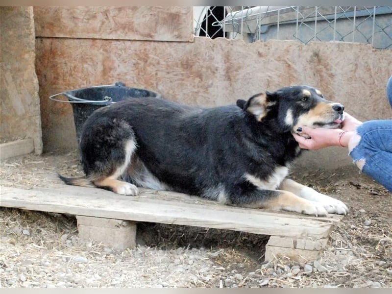 Benni - sensibler Hundejunge sucht ein Körbchen
