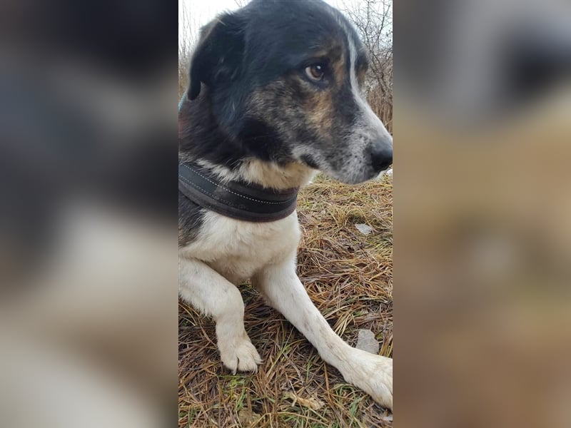 Louie - toller Freund fürs Leben