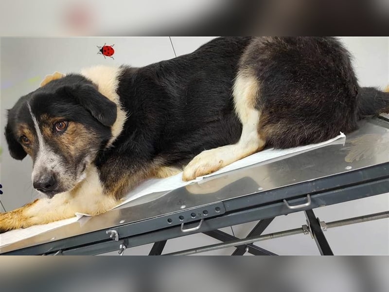 Louie - toller Freund fürs Leben