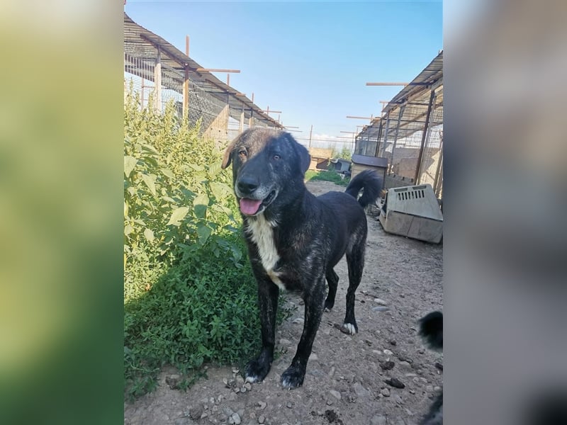 Willi - sollte als Welpe vergiftet werden und wartet seitdem im Shelter