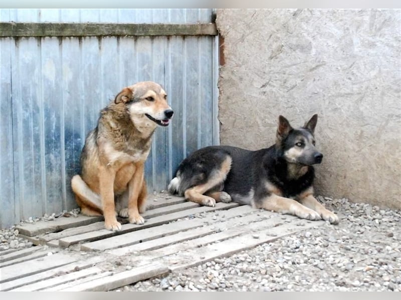Max - liebt Damengesellschaft