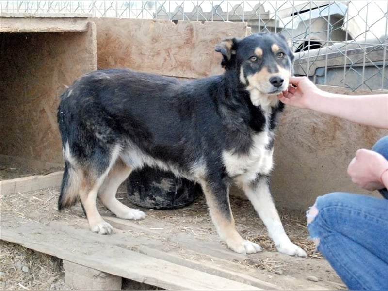 Benni - sensibler Hundejunge sucht ein Körbchen