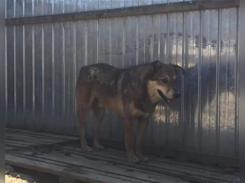 Max - liebt Damengesellschaft