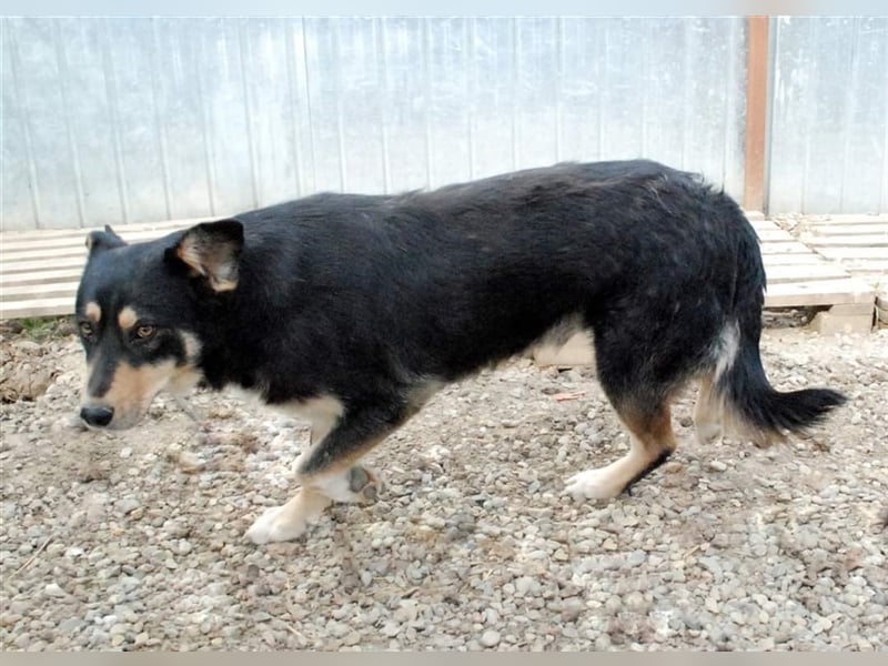 Benni - sensibler Hundejunge sucht ein Körbchen