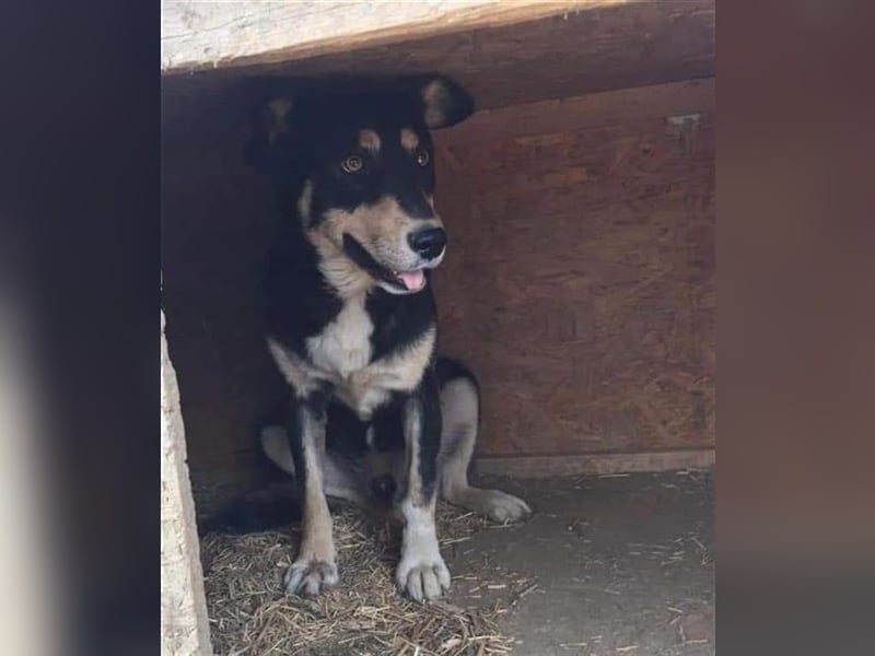 Benni - sensibler Hundejunge sucht ein Körbchen