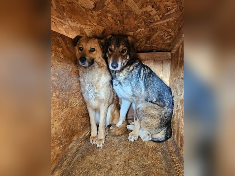 Fred - leidet unter der Enge im Shelter