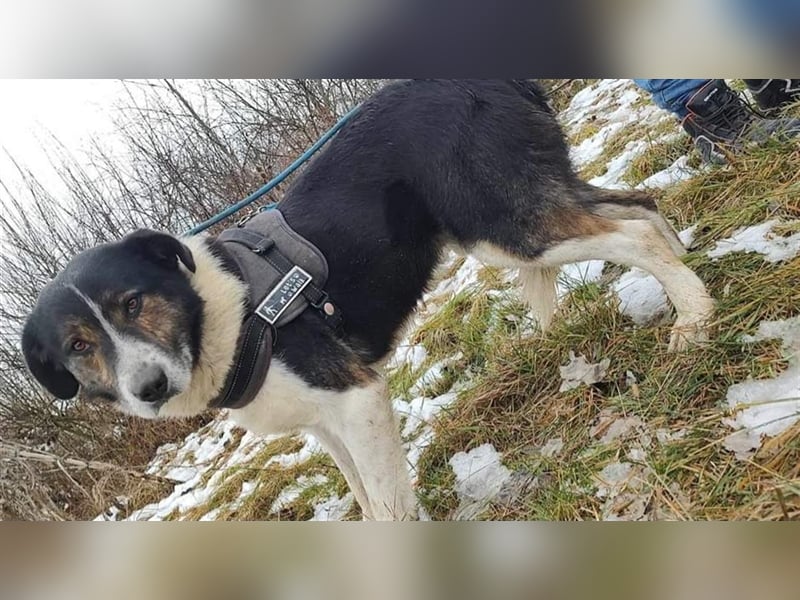 Louie - toller Freund fürs Leben