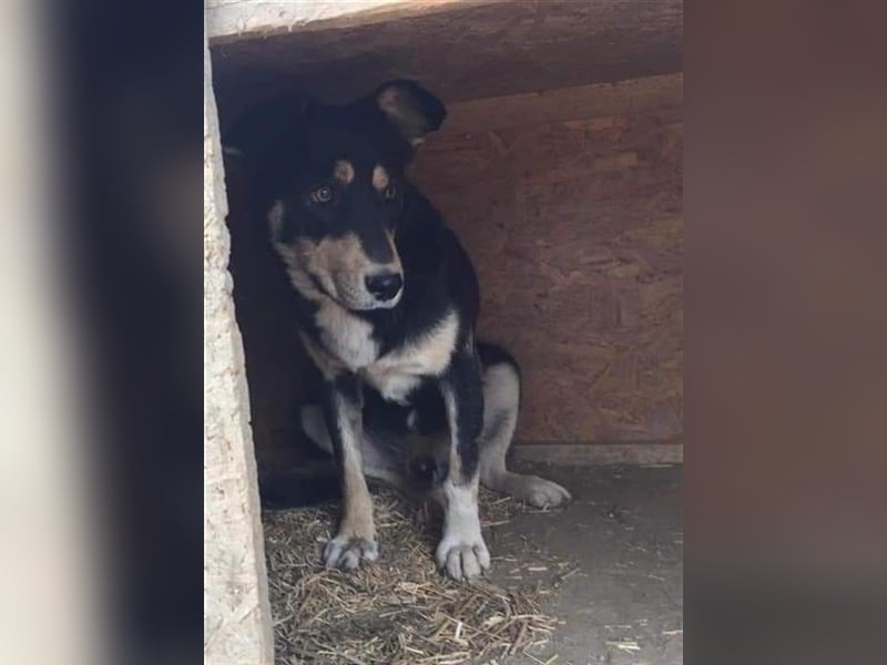 Benni - sensibler Hundejunge sucht ein Körbchen