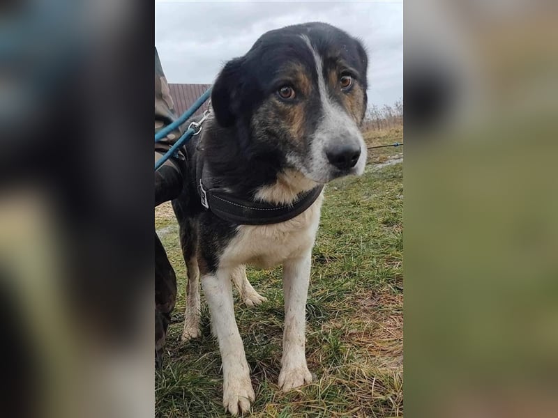 Louie - toller Freund fürs Leben