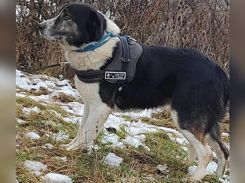 Louie - toller Freund fürs Leben