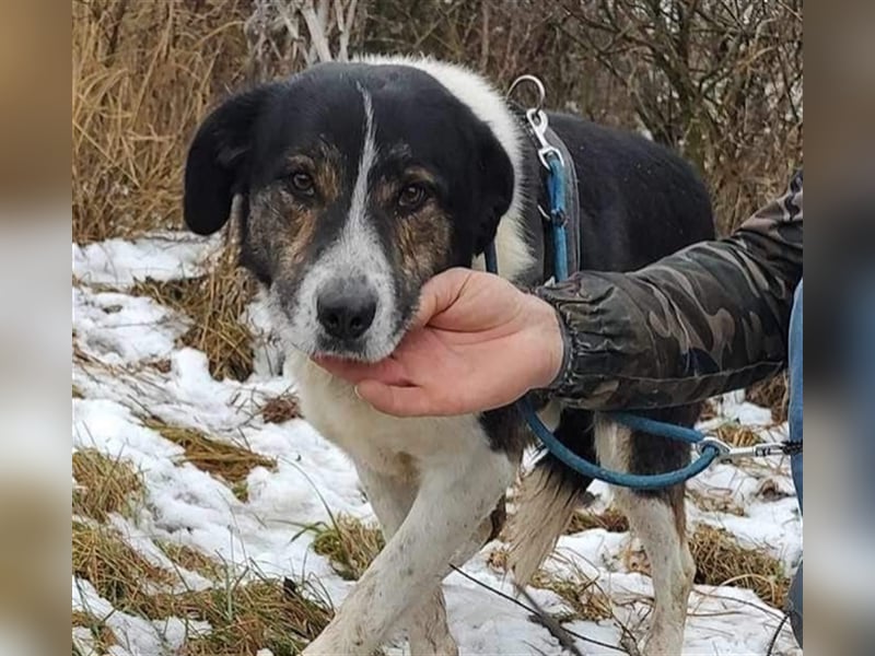 Louie - toller Freund fürs Leben