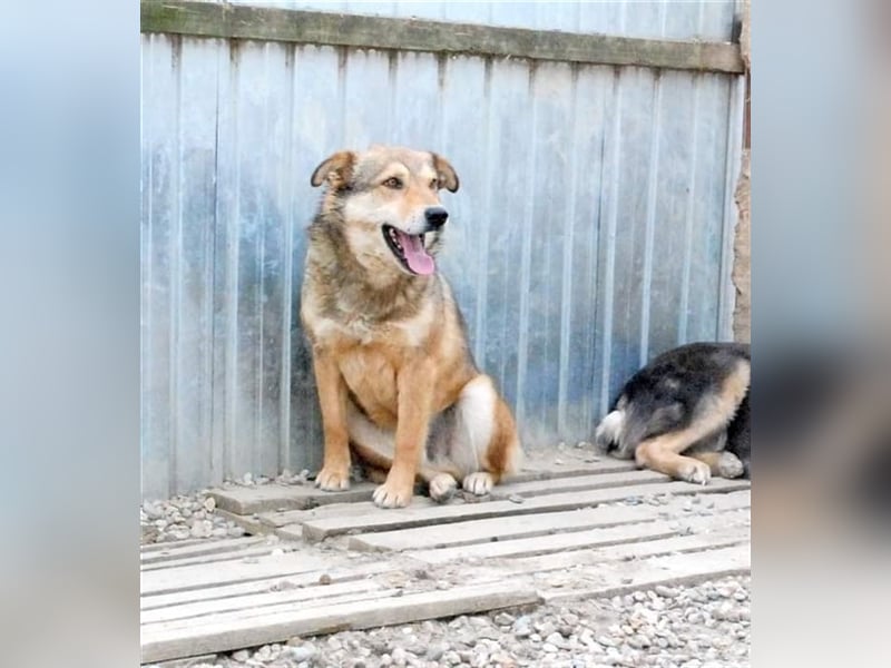 Max - liebt Damengesellschaft