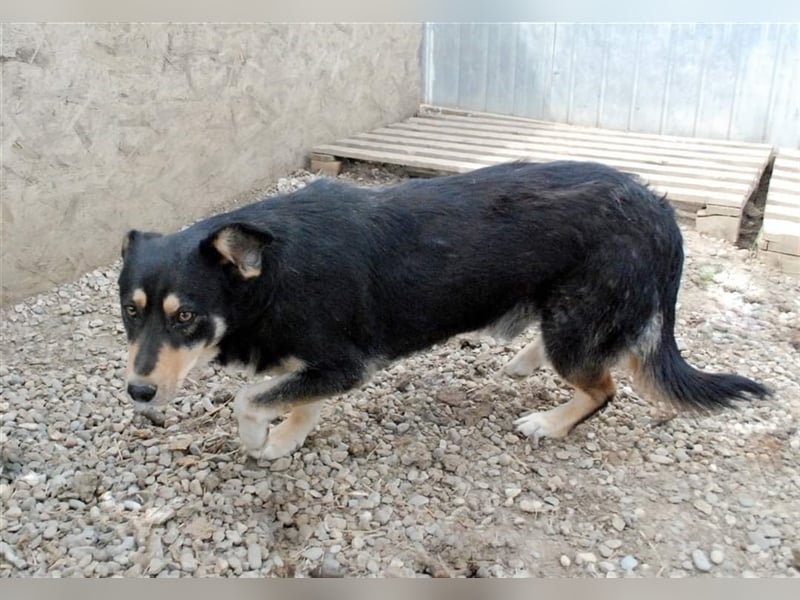 Benni - sensibler Hundejunge sucht ein Körbchen