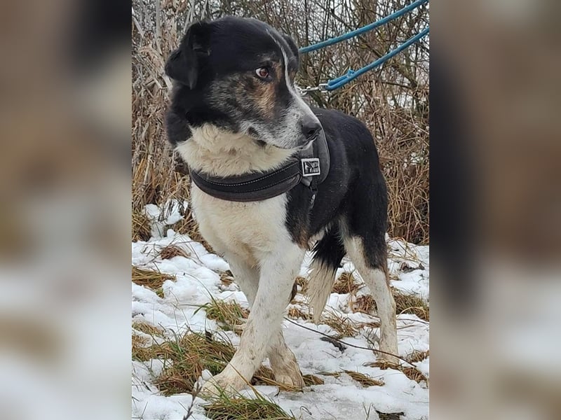 Louie - toller Freund fürs Leben