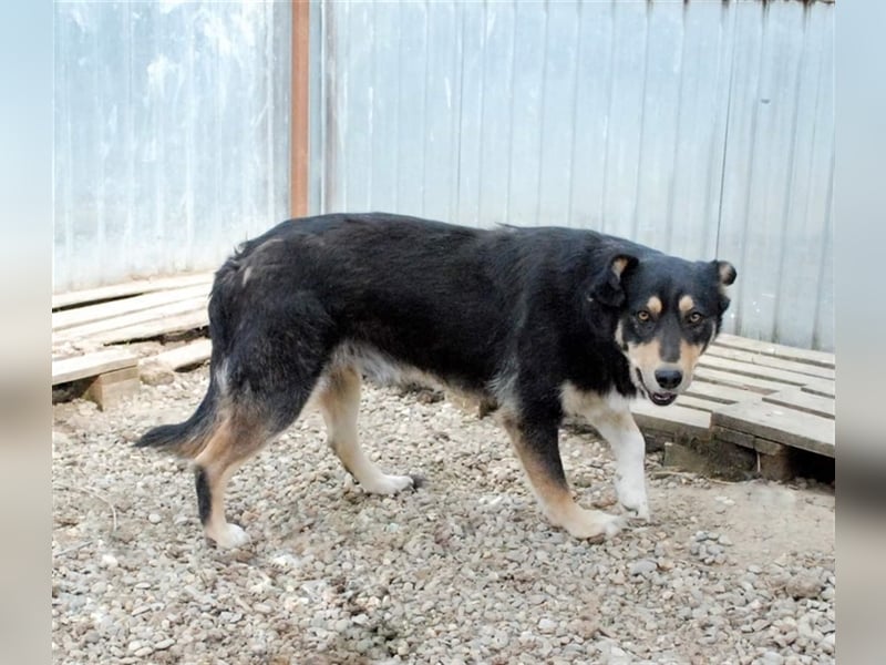 Benni - sensibler Hundejunge sucht ein Körbchen